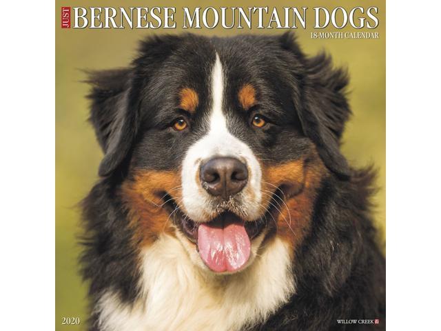 bernese mountain dog calendar
