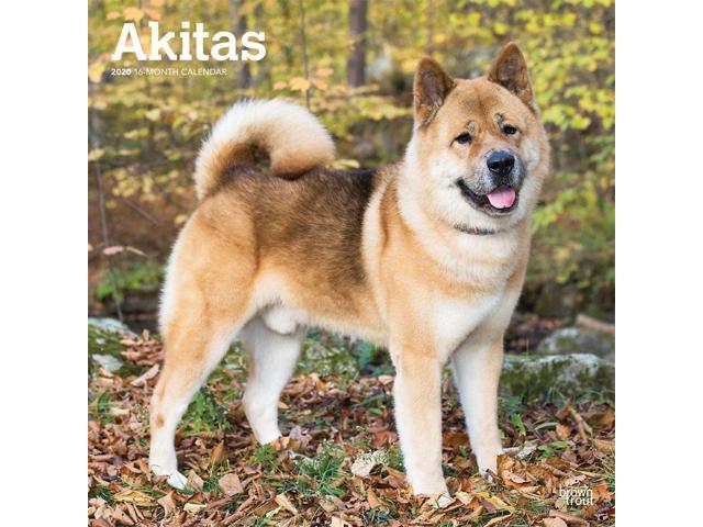 Browntrout 2020 Akitas Wall Calendar