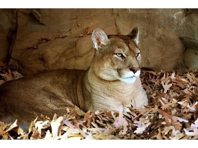 Mountain Lion Puma Cougar Style A Wildlife Poster 24x36 Hi Res Neweggcom - 