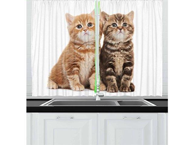 Lunarable Cute Kitchen Curtains Two British Shorthair Kitten Cat