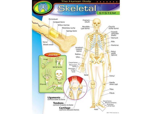 Chart Skeletal System Gr 5 8 17x22 Newegg Com