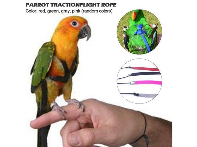 parrot harness and leash