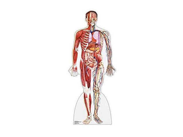 Photo 1 of Advanced Graphics Anatomy Cross Section Life Size Cardboard Cutout Standup