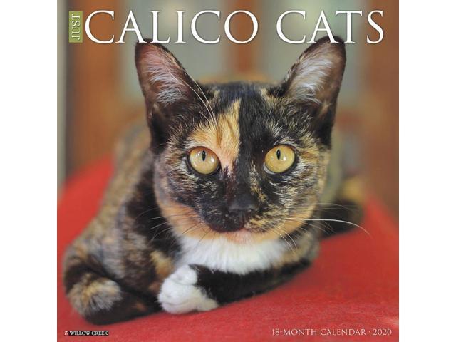 Calendars Calico Cats Wall Calendar With High Quality Paper With