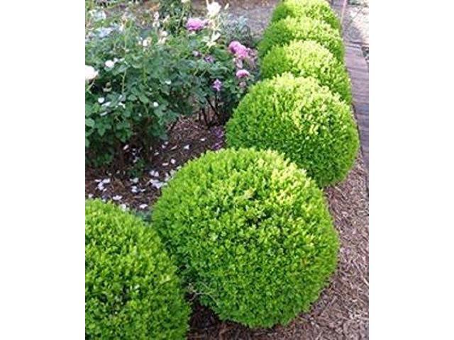 New Life Nursery Amp Garden True Dwarf English Boxwood 2 Gallon Pot Newegg New Life Nursery Amp Garden True Dwarf English Boxwood 2 Gallon Pot Newegg