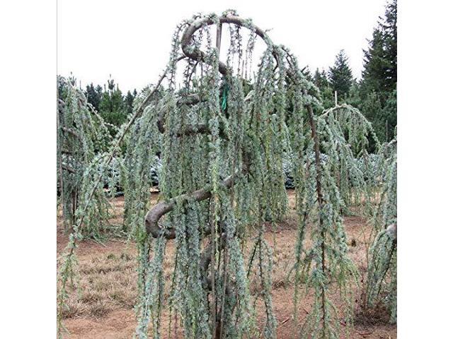 New Life Nursery Amp Garden Weeping Blue Atlas Cedar New Life Nursery Amp Garden Weeping Blue Atlas Cedar