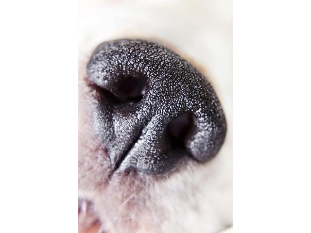 . Macro Lens Panasonic Lumix DMC-GX7 10x High Definition 2 Element Close-Up