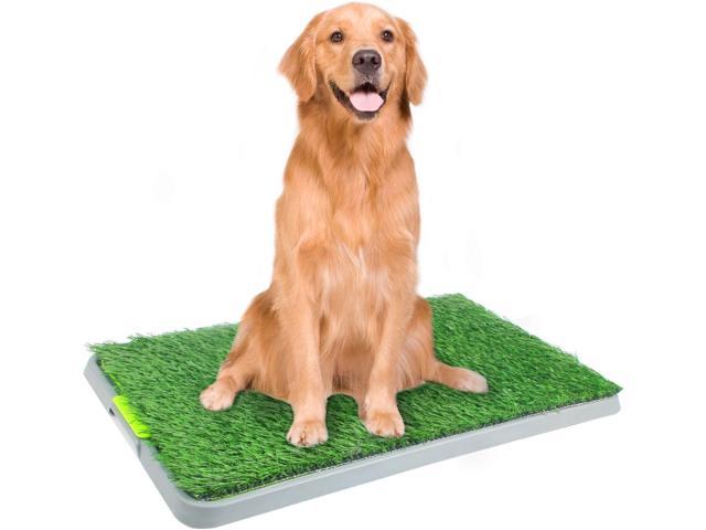 dog potty