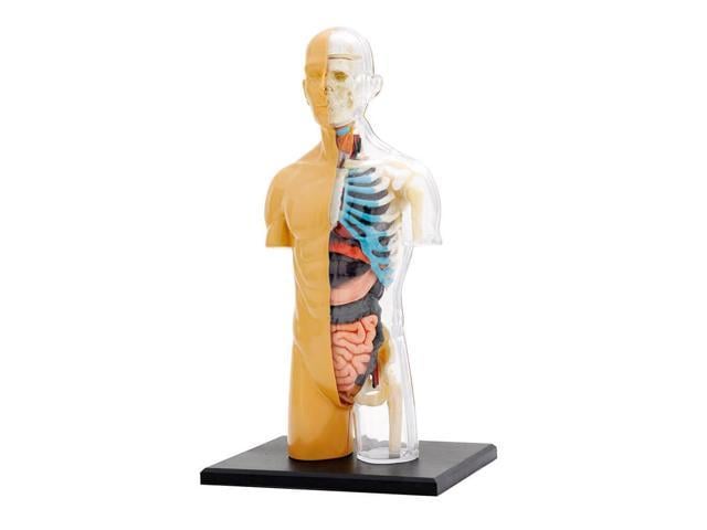 Thames And Kosmos Human Body Anatomy Model 7404