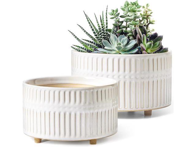 LE TAUCI Succulent Planter with Glaze White Finish