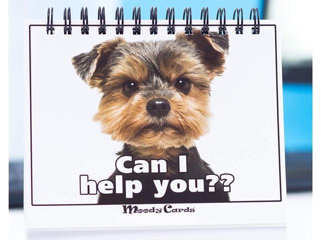 Funny Office Gifts - Doggy Moodycards! Great Cubicle Accessories - Make  Everyone Laugh with These Lovable Pets -Hilarious Dog Pictures Tells  Everyone How You Feel - Fun, Hilarious, Useful & Adorable 