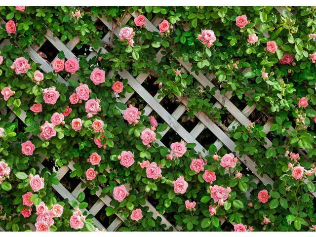 AIIKES 7x5FT Floral Panel Background Flower Wall Flower Photo Background Floral 