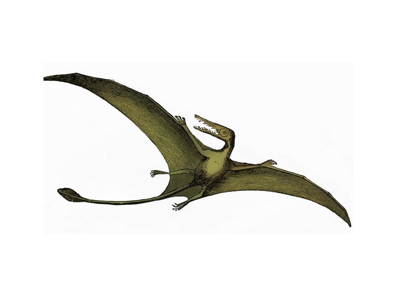 pterodactyl reptile