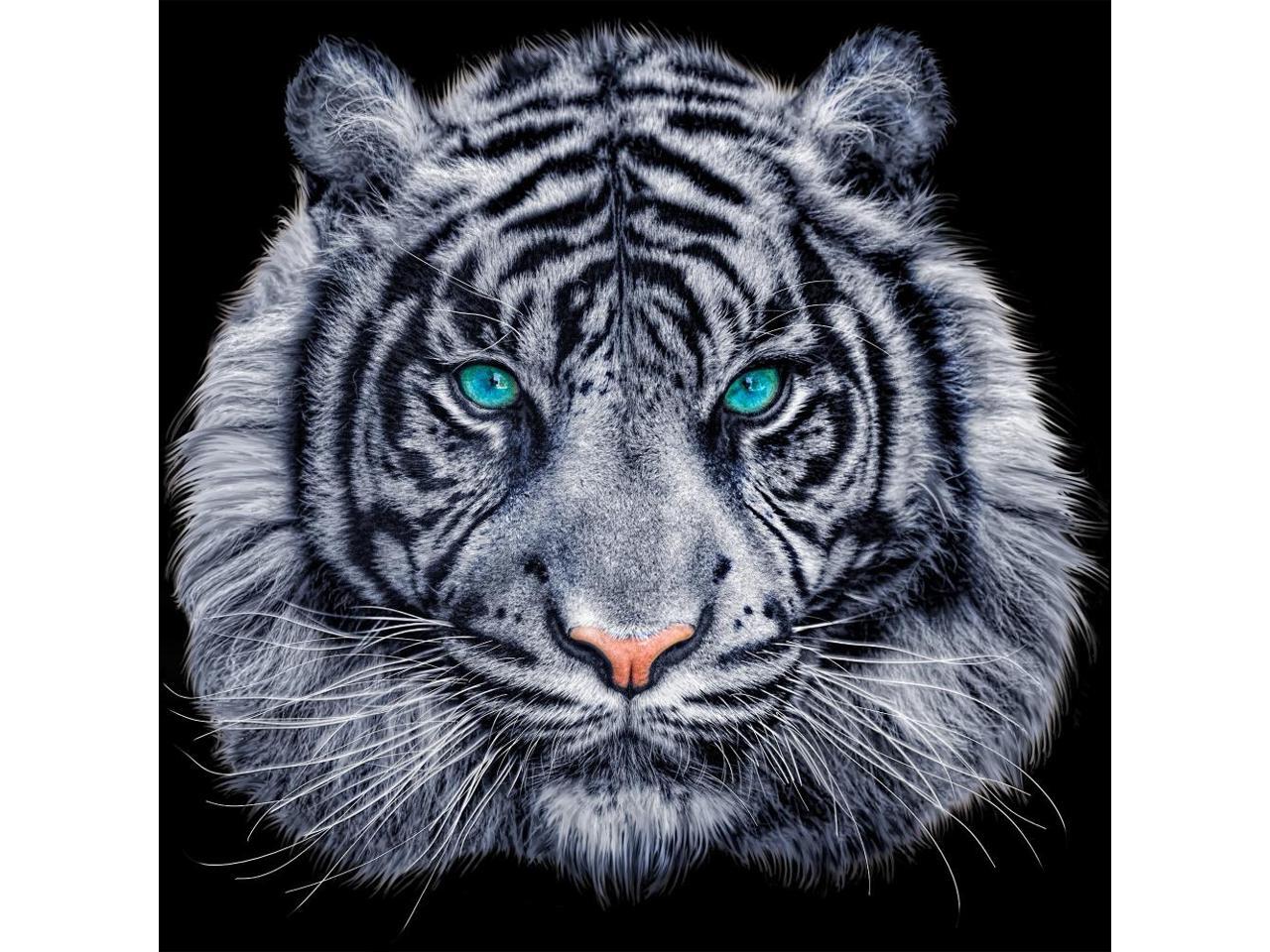 tiger black background poster print by aimee stewart 12 x 6 newegg com newegg