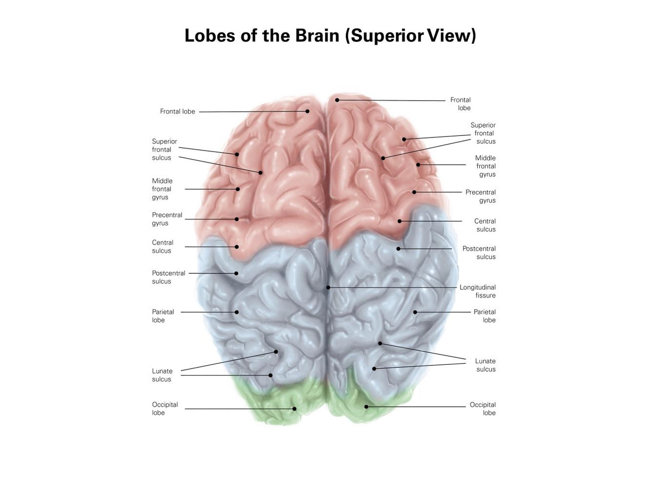 Brain Top View Labeled