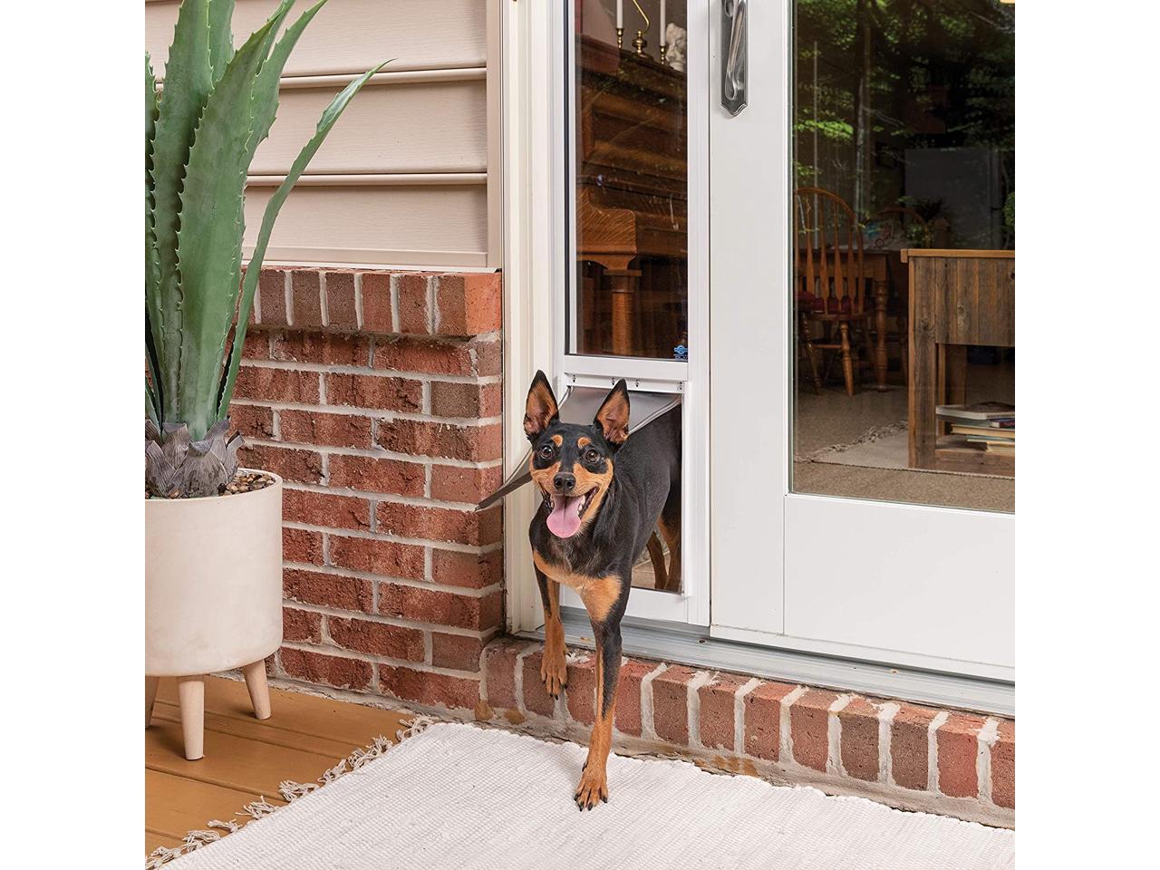 15 In Glass Pet Door Colorado Pictures