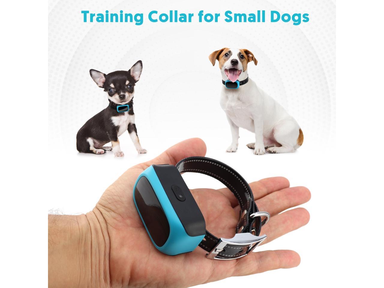 tiny dog shock collar