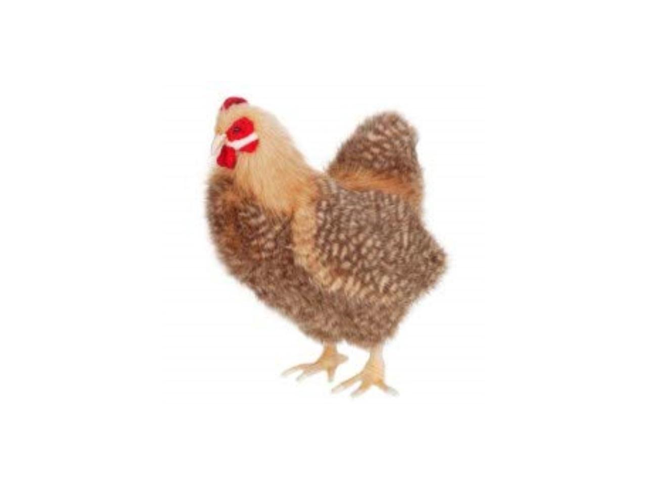 hansa hen