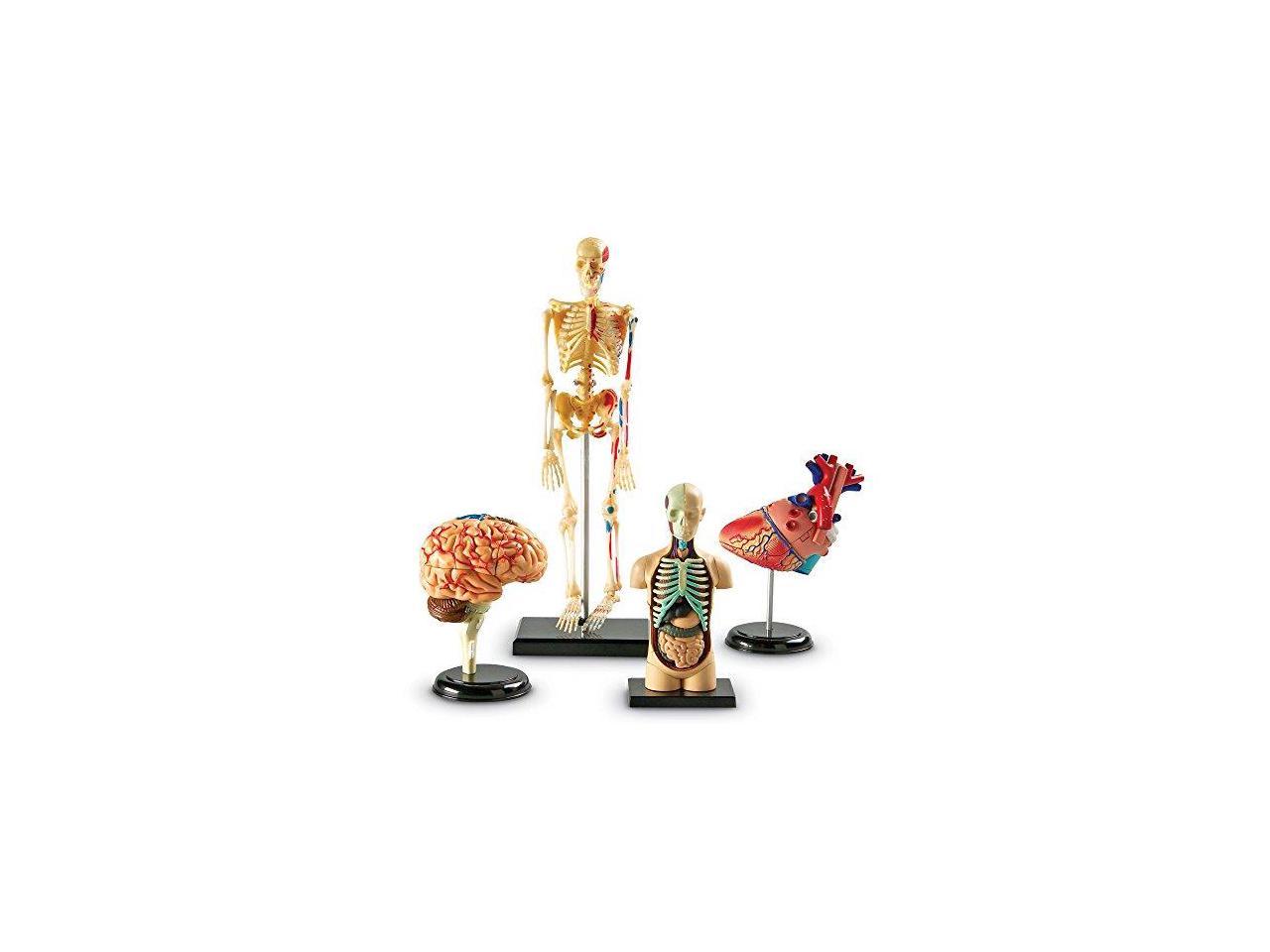 Learning Resources Anatomy Models Bundle Set (LER3338) - Newegg.com