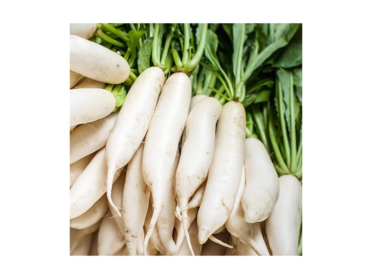 Daikon Radish Cover Crop Seed 1 LB