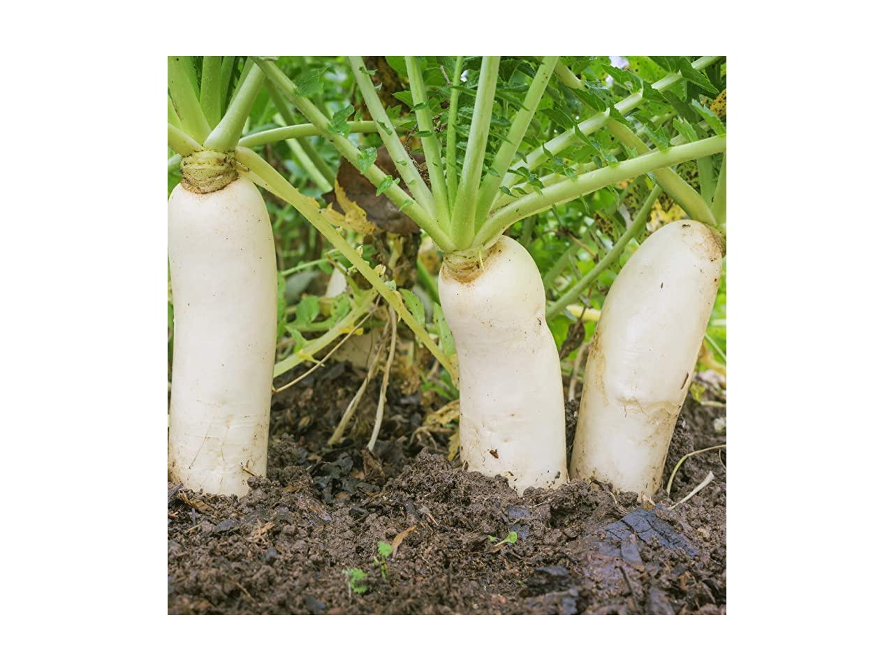 Daikon Radish Cover Crop Seed 1 LB