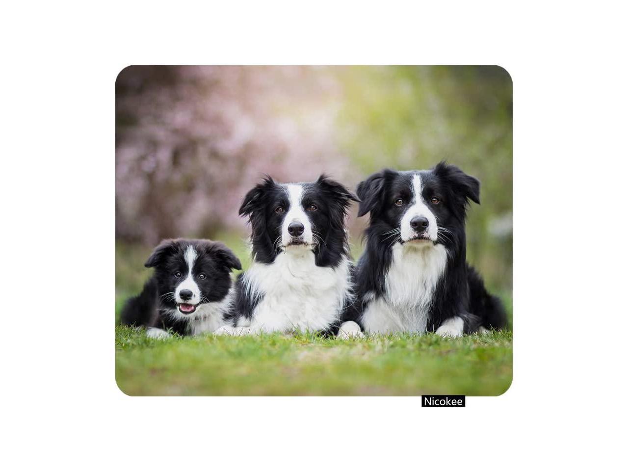 Border Collie Dog Sitting In Field Set of 4 Coasters 