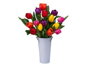 Stargazer Barn - 15 Rainbow Tulips Stargazer Barn - 15 Rainbow Tulips