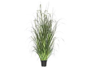 Vickerman TN171248 48 in. Green Sheeps Grass in Pot Vickerman TN171248 48 in. Green Sheeps Grass in Pot
