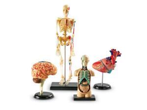 Learning Resources Anatomy Models Bundle Set (LER3338) Learning Resources Anatomy Models Bundle Set (LER3338)