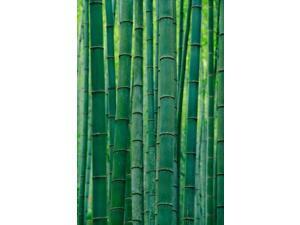 Bamboo forest, Hangzhou, Zhejiang Province, China Poster Print by Keren Su (12 x 17) Bamboo forest, Hangzhou, Zhejiang Province, China Poster Print by Keren Su (12 x 17)