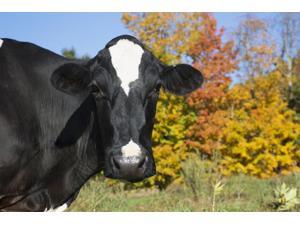 Holstein dairy cow in autumn pasture Salem New York United States of America Poster Print (19 x 12) Holstein dairy cow in autumn pasture Salem New York United States of America Poster Print (19 x 12)