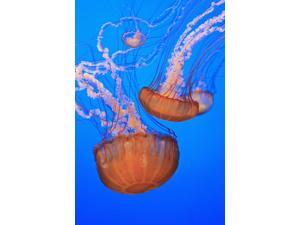 Sea Nettles (Chrysaora Fuscescens) In Monterey Bay Aquarium Display Monterey California United States of America Poster Print (12 x 19) Sea Nettles (Chrysaora Fuscescens) In Monterey Bay Aquarium Display Monterey California United States of America Poster Print (12 x 19)