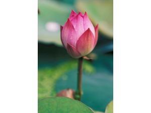 Lotus flower bud, Hangzhou, Zhejiang Province, China Poster Print by Keren Su (12 x 17) Lotus flower bud, Hangzhou, Zhejiang Province, China Poster Print by Keren Su (12 x 17)