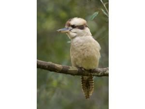 Kookaburra Bird, Tasmania, Australia Poster Print by Rebecca Jackrel (24 x 36) Kookaburra Bird, Tasmania, Australia Poster Print by Rebecca Jackrel (24 x 36)