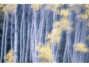 Poplar Trees In Autumn Grey Creek Pass East Kootenays British Columbia Canada Poster Print (17 x 11) Poplar Trees In Autumn Grey Creek Pass East Kootenays British Columbia Canada Poster Print (17 x 11)