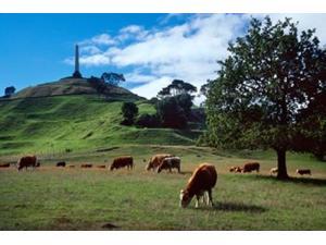 Cows, One Tree Hill, Auckland Poster Print by David Wall (36 x 24)