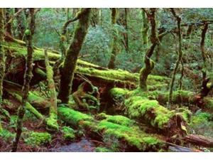Cradle Mt and Lake St Clair National Park, Tasmania, Australia Poster Print by Rob Tilley (36 x 24) Cradle Mt and Lake St Clair National Park, Tasmania, Australia Poster Print by Rob Tilley (36 x 24)