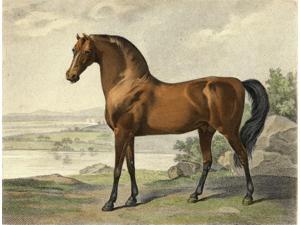 Warren Hastings Arabian Drawn And Engraved By George Townly Stubbs Engraver To HRH The Prince Of Wales Poster Print (17 x 13) Warren Hastings Arabian Drawn And Engraved By George Townly Stubbs Engraver To HRH The Prince Of Wales Poster Print (17 x 13)
