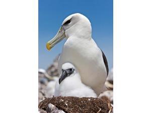 Australia, Tasmania, Bass Strait Shy albatross with chick Poster Print by Rebecca Jackrel (24 x 36) Australia, Tasmania, Bass Strait Shy albatross with chick Poster Print by Rebecca Jackrel (24 x 36)