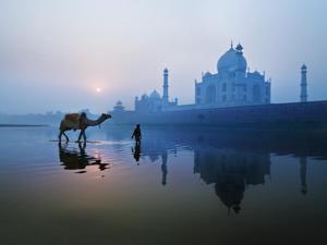 Posterazzi DPI1841448 Person & Camel in Front of Taj Mahal - Agra India Poster Print, 18 x 13 Posterazzi DPI1841448 Person & Camel in Front of Taj Mahal - Agra India Poster Print, 18 x 13