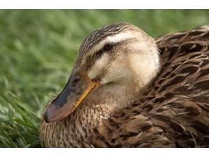 Duck, Richmond, Tasmania, Australia Poster Print by David Wall (36 x 24) Duck, Richmond, Tasmania, Australia Poster Print by David Wall (36 x 24)