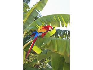 Roatan Bay Islands Honduras A Scarlet Macaw (Ara Macao) In The Rehab Center & Forest Preserve On Mango Key Across From Coxen Hole Poster Print (12 x 19)
