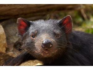 Tasmanian Devil wildlife, Southern Tasmania, Australia Poster Print by David Wall (36 x 24) Tasmanian Devil wildlife, Southern Tasmania, Australia Poster Print by David Wall (36 x 24)