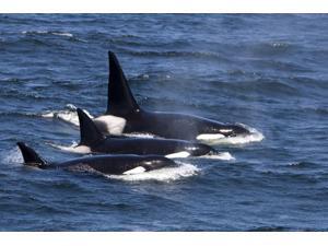 Group of transient killer whales swimming in Monterey Bay Pacific Ocean California Poster Print by VWPicsStocktrek Images (17 x 11) Group of transient killer whales swimming in Monterey Bay Pacific Ocean California Poster Print by VWPicsStocktrek Images (17 x 11)