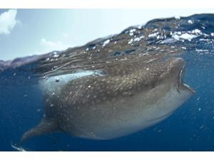 Whale shark (Rhincodon typus) split image Yucatan Peninsula Mexico Poster Print by VWPicsStocktrek Images (17 x 11) Whale shark (Rhincodon typus) split image Yucatan Peninsula Mexico Poster Print by VWPicsStocktrek Images (17 x 11)