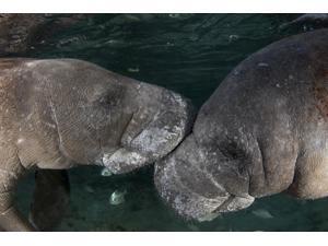 Manatee couple (Trichechus manatus) Yucatan Peninsula Mexico Poster Print by VWPicsStocktrek Images (17 x 11) Manatee couple (Trichechus manatus) Yucatan Peninsula Mexico Poster Print by VWPicsStocktrek Images (17 x 11)