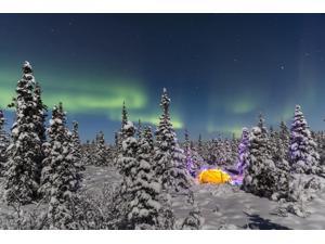 snowy evergreen forest