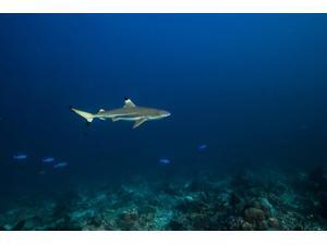 Blacktip shark in St Croix US Virgin Islands Poster Print by Jennifer IdolStocktrek Images (17 x 11) Blacktip shark in St Croix US Virgin Islands Poster Print by Jennifer IdolStocktrek Images (17 x 11)