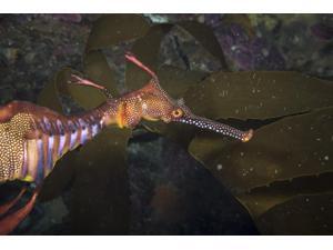 Weedy sea dragon Tasmania Australia Poster Print by Brandi MuellerStocktrek Images (17 x 11) Weedy sea dragon Tasmania Australia Poster Print by Brandi MuellerStocktrek Images (17 x 11)