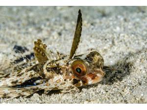 A flying gurnard on the ocean floor Cebu Philippines Poster Print by Bruce ShaferStocktrek Images (17 x 11) A flying gurnard on the ocean floor Cebu Philippines Poster Print by Bruce ShaferStocktrek Images (17 x 11)